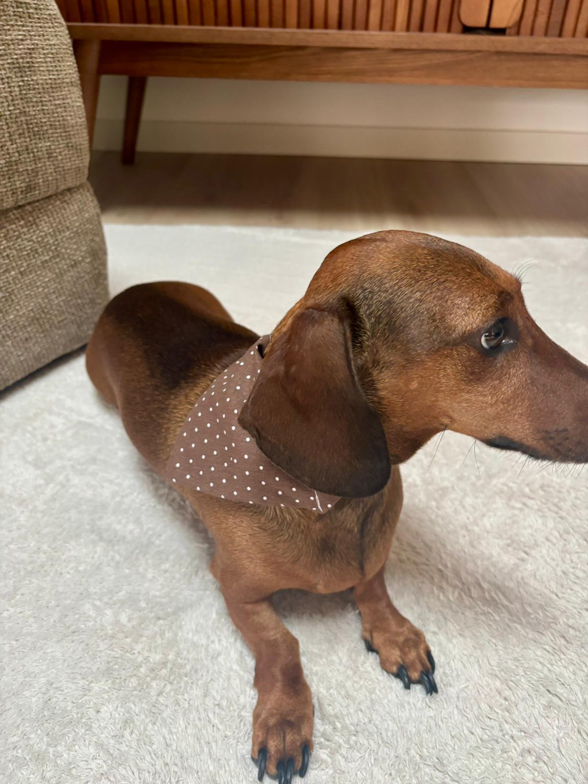 Nos bandanas pour vos compagnons à quatre pattes 🐾