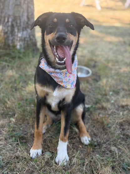 Bandana Claire