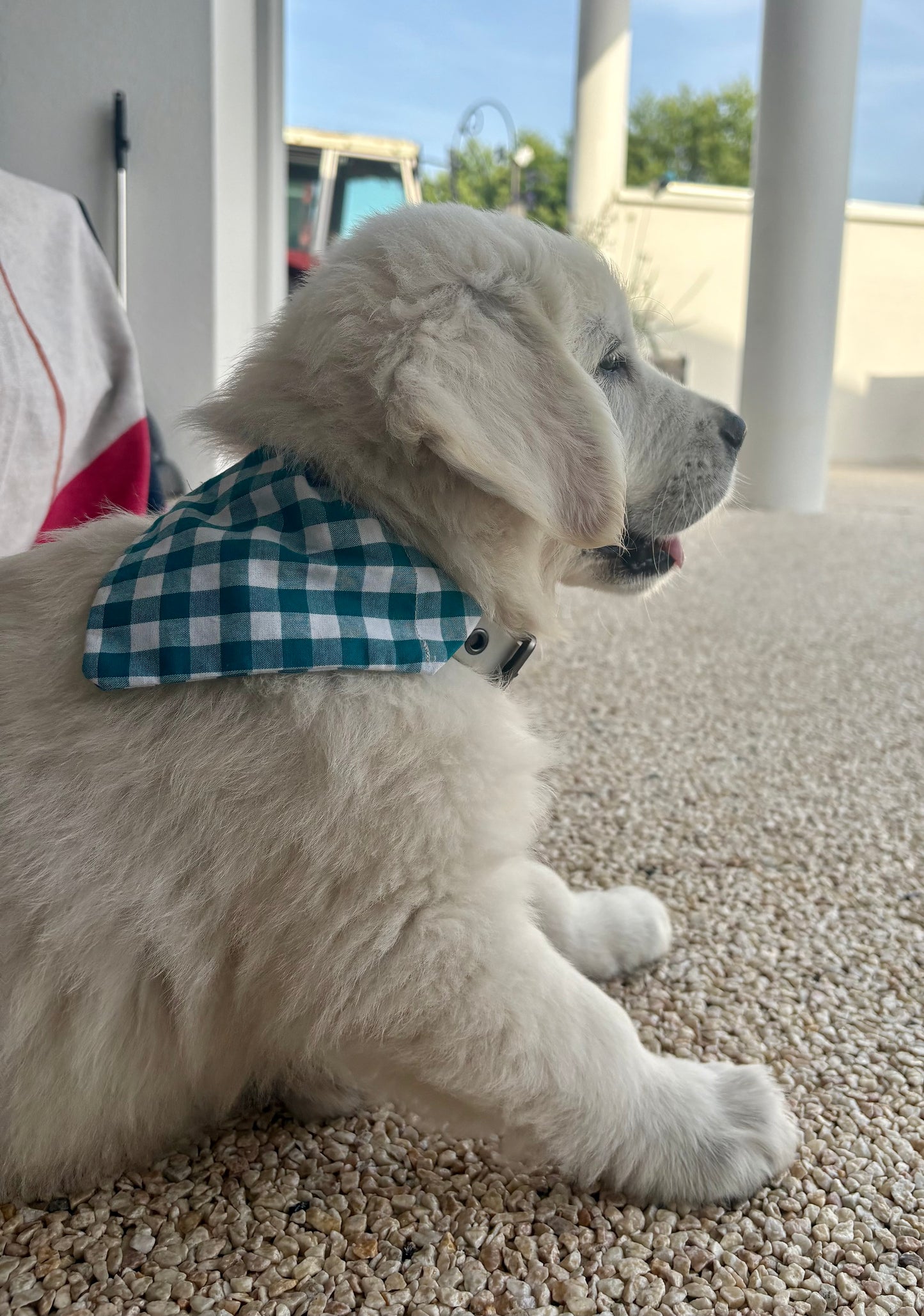 Bandana Rio