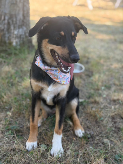 Bandana Claire