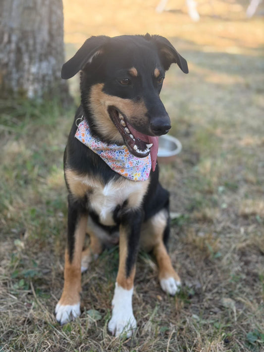Bandana Claire
