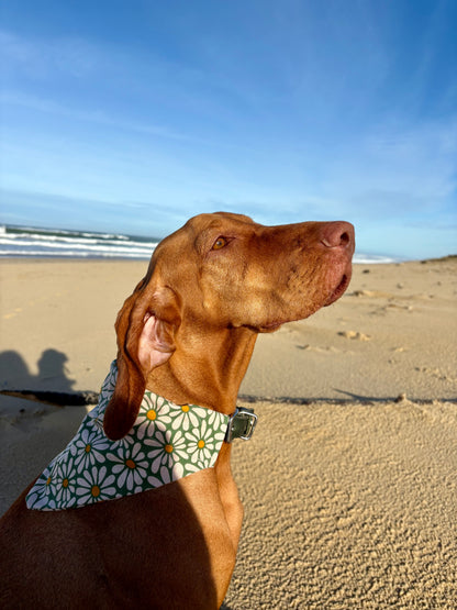 Nos bandanas pour vos compagnons à quatre pattes 🐾